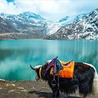 Best of Sikkim Darjeeling Tours