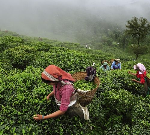 Gangtok Darjeeling Mirik Leisure Tour