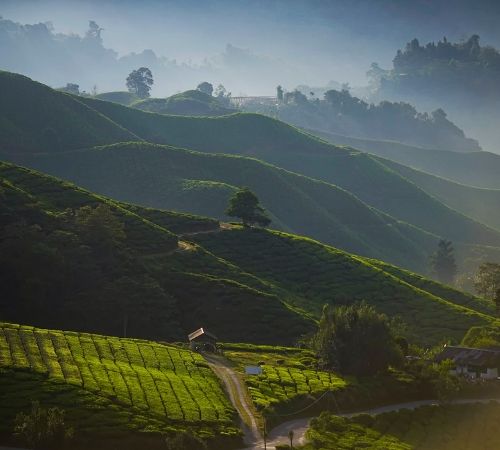 Darjeeling Gangtok Kalimpong travel package